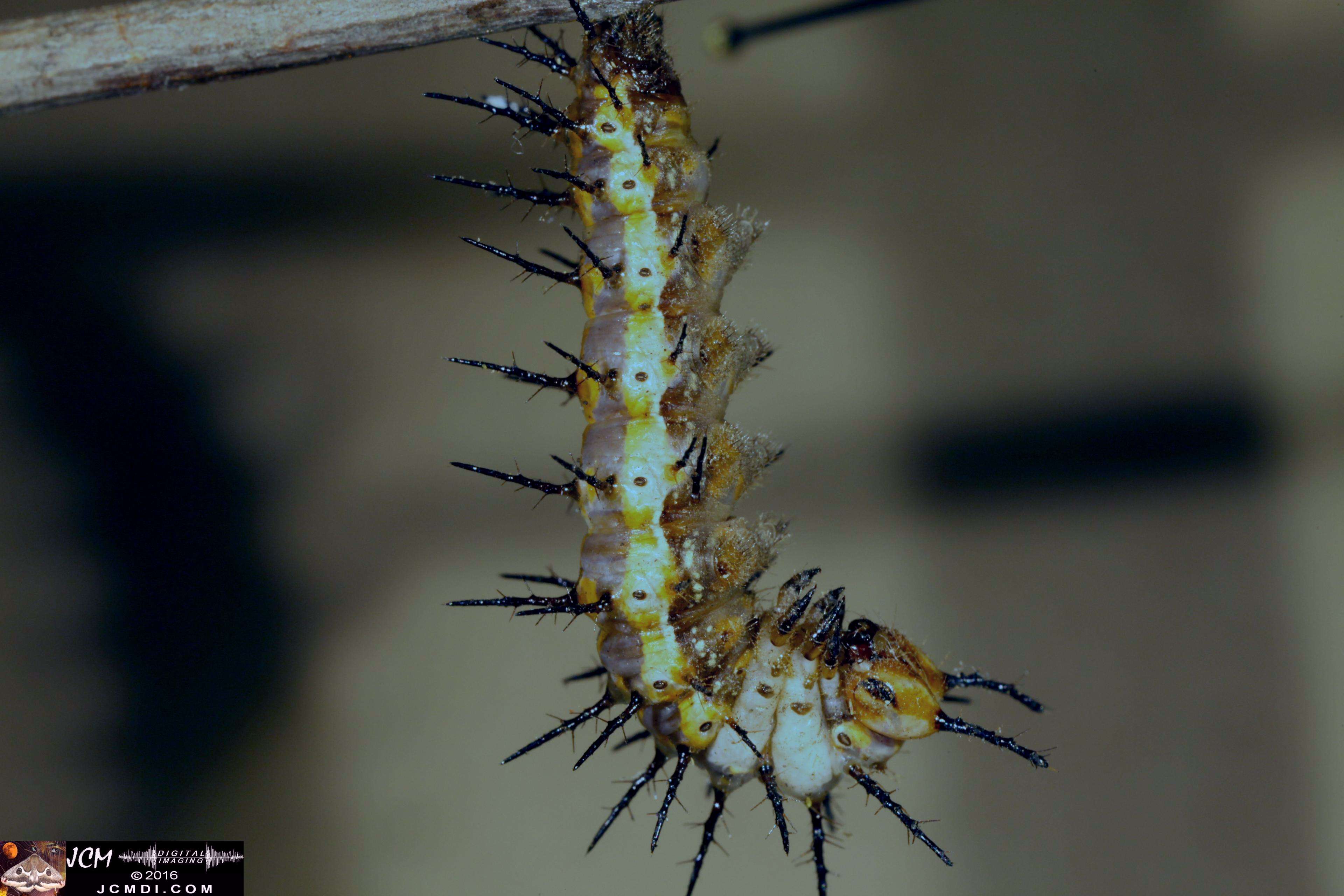 V20509 IMG_0010 20160908 Gulf Fritillary Butterfly Pupation 5D 65mm macro 2sec stills.jpg